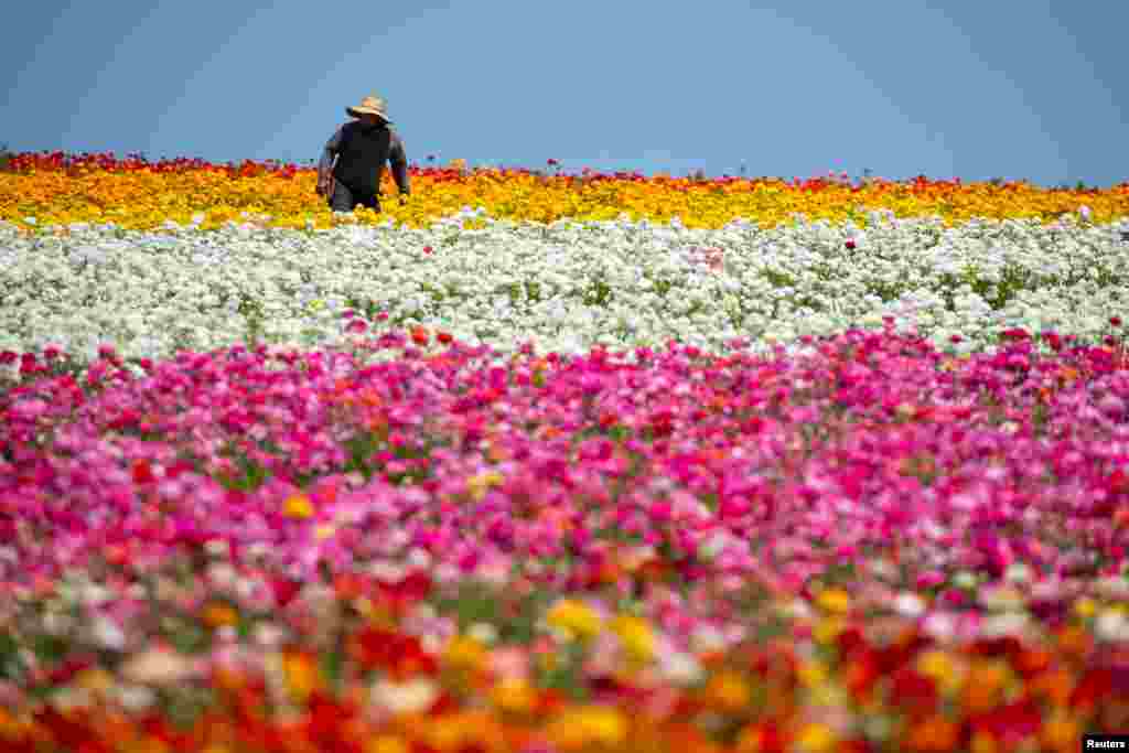 زمین های پوشیده از گل در کالیفرنیا &nbsp;