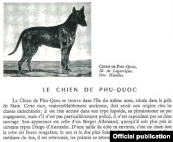 Đoạn miêu tả chó Phú Quốc trong sách Larousse ‘Le Chien’.