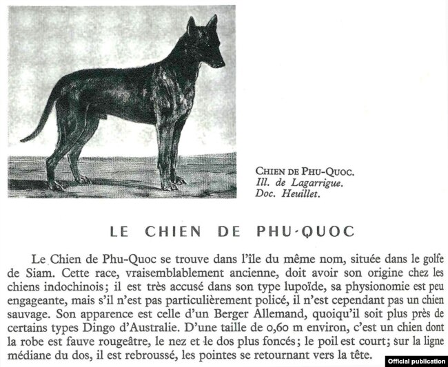 Đoạn miêu tả chó Phú Quốc trong sách Larousse ‘Le Chien’.