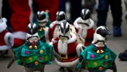 คลิปวีดิโอซานต้าเพนกวินที่เกาหลีใต้