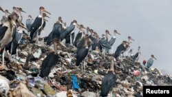 Marabou storks stand on a pile of recyclable plastic materials at the Dandora dumping site on the outskirts of Nairobi, Kenya August 25, 2017.