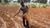 UN Gives Seeds, Tools to Haitian Farmers Still Reeling From Hurricane