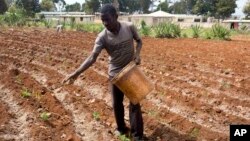 FILE - Roodymanche Lomane plants potatoes in his small vegetable plot in Oriani, Haiti, Feb. 15, 2016. A strong El Nino weather phenomenon left many places in Latin America and the Caribbean stricken by drought this year.