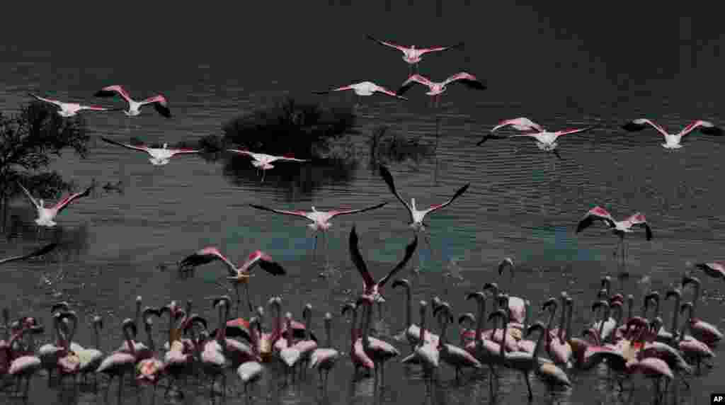 Flamingos take to the air from the shore of Lake Oloidien near Naivasha in Kenya. 