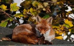 A fox sits in the sun on a shed roof in a garden in London, Wednesday, Nov. 6, 2019.