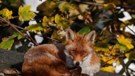 A fox sits in the sun on a shed roof in a garden in London, Wednesday, Nov. 6, 2019.
