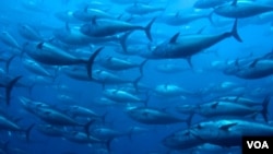 Meningkatnya permintaan sushi segar di Jepang membuat tuna sirip biru terancam punah.