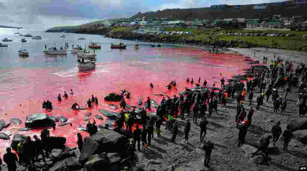 덴마크령 페로 제도의 토르샤븐에서 시범으로 고래 사냥 행사가 열린 가운데 행사 참가자들이 피로 물든 해변가 주위에 몰려 있다.
