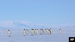 FILE - Emperor penguins walk across sea ice near Ross Island, Antarctica, Dec. 9, 2012.