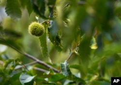 FILE - An unmodified, open-pollinated American chestnut bur grows on a tree at the State University of New York's College of Environmental Science & Forestry Lafayette Road Experiment Station in Syracuse, New York, Sept. 30, 2019.