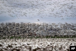FILE - Thousands of snow geese flock to the Skagit Valley near Conway, Washington, after migrating from the Arctic tundra on Dec. 13, 2019. (AP Photo/Elaine Thompson)
