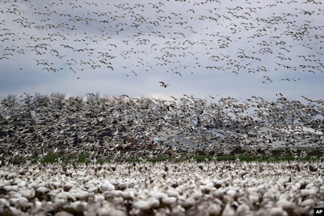 FILE - Thousands of snow geese flock to the Skagit Valley near Conway, Washington, after migrating from the Arctic tundra on Dec. 13, 2019. (AP Photo/Elaine Thompson)