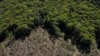 ARCHIVO - Esta imagen muestra el avance de la deforestación en la región del Amazonas en julio de 2022.