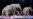 Gajah Tampil Terakhir Kalinya dalam Sirkus Ringling Bros.