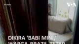 Dikira 'Babi Mini,' Warga Brazil Tetap Cinta Babi 250 Kg-nya