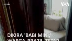 Dikira 'Babi Mini,' Warga Brazil Tetap Cinta Babi 250 Kg-nya