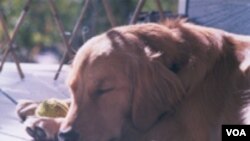 Sarajlije stale u obranu životinja