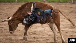 Sterling Huitron, 10, gets bucked off a mini bull during the Cowboy Mardi Gras Bull Riding and Mini Bull Riding Competition in Bandera, Texas, Feb. 15, 2020.