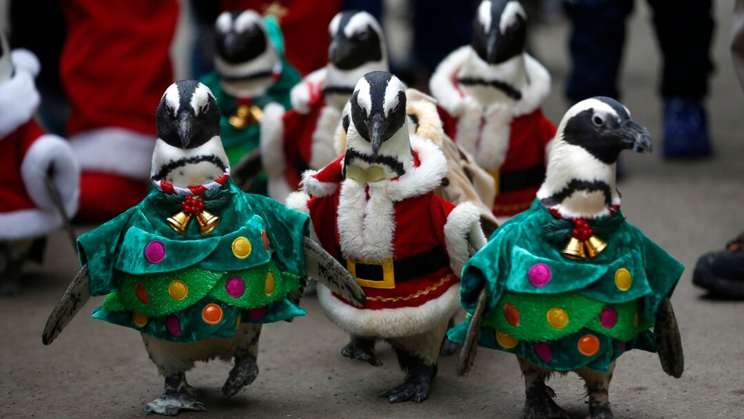 penguins dressed up for christmas South Korea Santa Penguins Bring Christmas Cheer