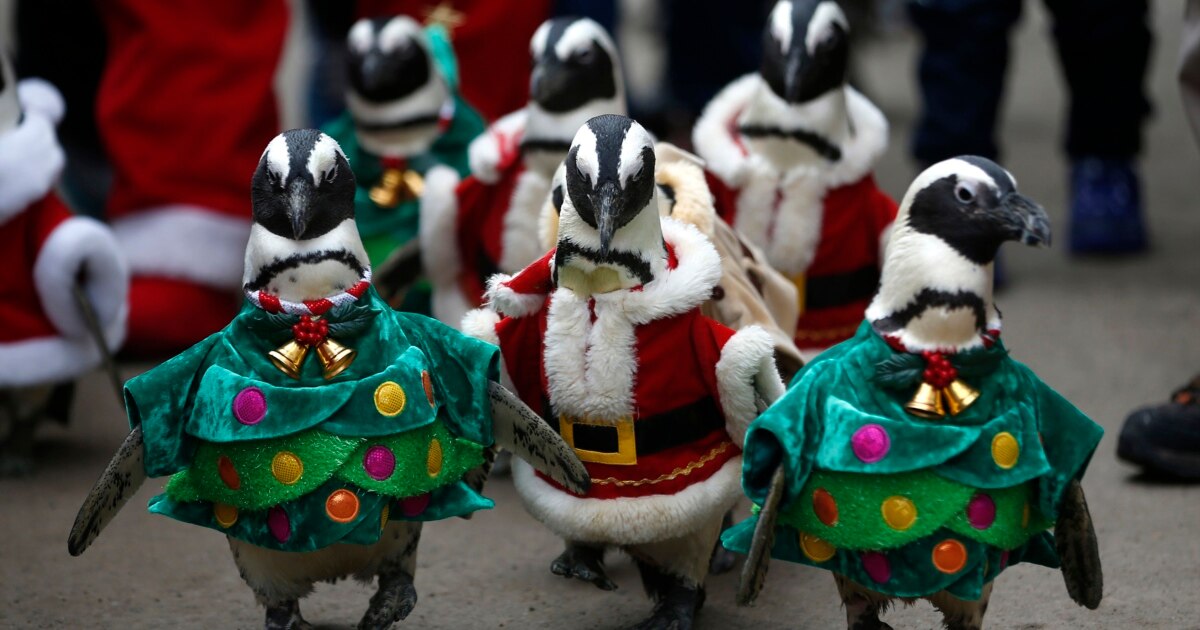 penguins dressed up for christmas South Korea Santa Bring Cheer or creation of parts