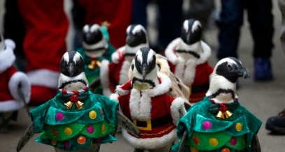 penguins dressed up for christmas South Korea Santa Bring Cheer The Samantha Off-The-Shoulder Jacquard Mini DressLoopExchange Color:Red/Purple Elegant Early 1950's New Christmas costumes *Purchase once and use