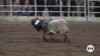 Young rodeo riders compete in mutton bustin’