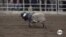 Young rodeo riders compete in mutton bustin’