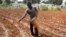 FILE - Roodymanche Lomane plants potatoes in his small vegetable plot in Oriani, Haiti, Feb. 15, 2016. A strong El Nino weather phenomenon left many places in Latin America and the Caribbean stricken by drought this year.