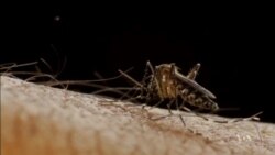 New Warning From CDC on Zika Virus Transmission