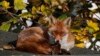 A fox sits in the sun on a shed roof in a garden in London, Wednesday, Nov. 6, 2019.