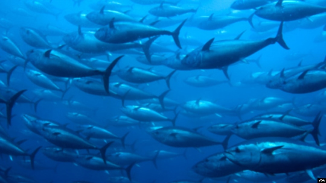 Meningkatnya permintaan sushi segar di Jepang membuat tuna sirip biru terancam punah.