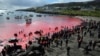 (FILE) Warga berkumpul di pinggir laut yang airnya berwarna merah, saat perburuan paus pilot di Torshavn, Kepulauan Faroe, 29 Mei 2019.