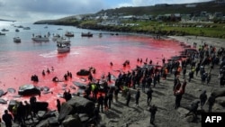 (FILE) Warga berkumpul di pinggir laut yang airnya berwarna merah, saat perburuan paus pilot di Torshavn, Kepulauan Faroe, 29 Mei 2019.