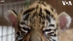 Մեքսիկայում նորածին վագրին անվանել են "Covid"