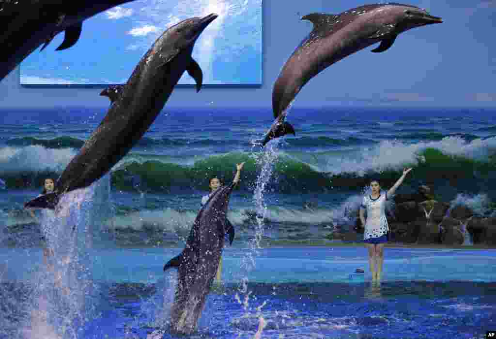 Trainers direct dolphins performing in Pyongyang, North Korea.