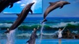 Trainers direct dolphins performing at a dolphinarium in Pyongyang, North Korea.