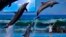 Trainers direct dolphins performing at a dolphinarium in Pyongyang, North Korea.