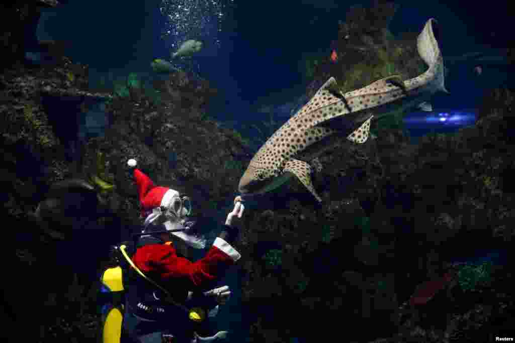 Seorang penyelam yang berpakaian Santa Claus memberi makan ikan hiu zebra di dalam tangki Akuarium Nasional di kota Qawra, Malta.