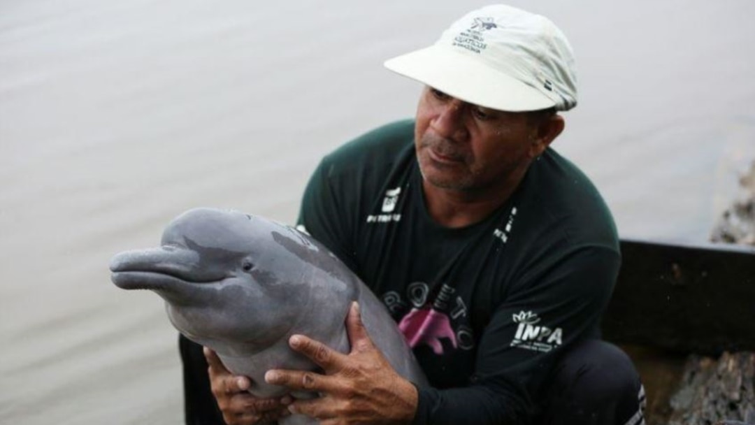 End Of Catfish Fishing Ban Threatens Amazon S Pink Dolphins