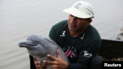 An assistant from Amazonian aquatic mammals project holds a baby of Amazon River Dolphin, also known as Pink Dolphin, at the Mamiraua reserve in Uarini, Amazonas state, Brazil on January 20, 2020. (REUTERS/Bruno Kelly)