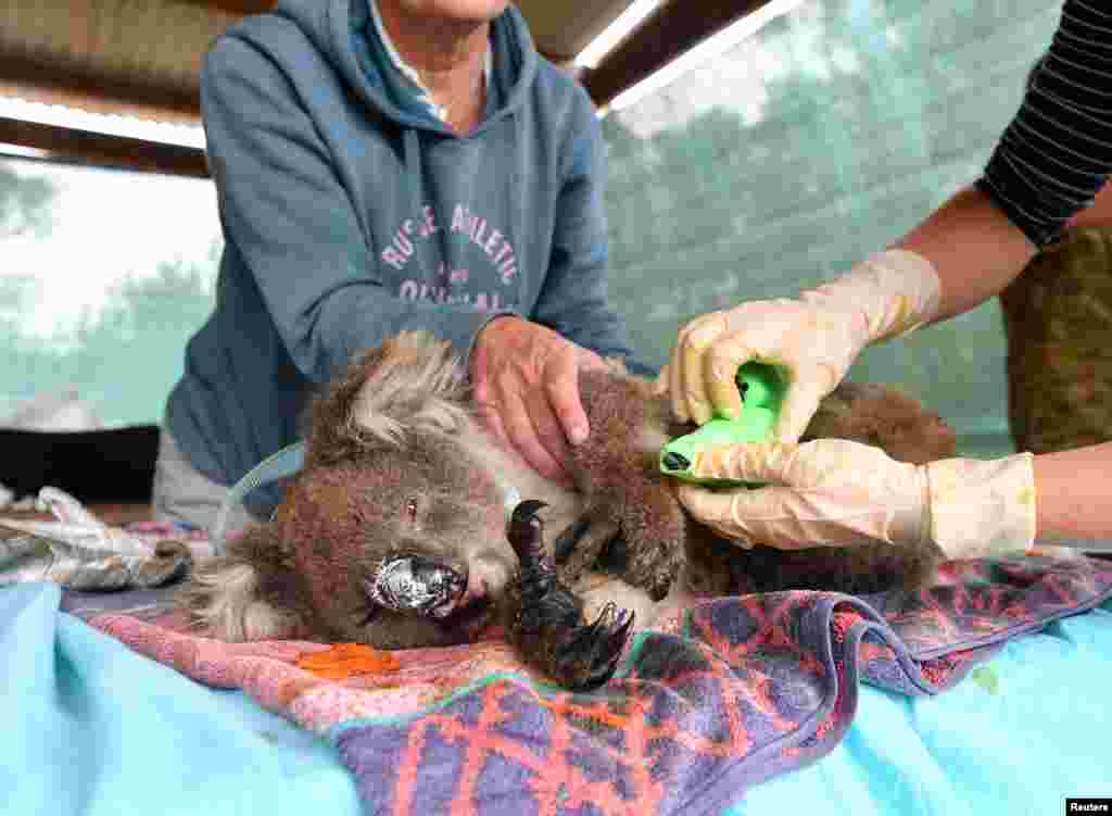 Vets and volunteers treat injured and burned koalas at Kangaroo Island Wildlife Park on Kangaroo Island, southwest of Adelaide, Australia.