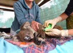 FILE - Veterinarians and volunteers treat injured and burned koalas at Kangaroo Island Wildlife Park on Kangaroo Island, southwest of Adelaide, Australia.