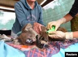 FILE - Veterinarians and volunteers treat injured and burned koalas at Kangaroo Island Wildlife Park on Kangaroo Island, southwest of Adelaide, Australia.