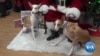 Dogs Pose with Santa for Christmas Photos