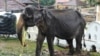 This photo taken on August 13, 2019 shows 70-year-old emaciated elephant Tikiri eating at the Temple of the Tooth in the central city of Kandy, where she was brought to attend an annual Buddhust pageant.