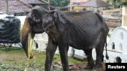 This photo taken on August 13, 2019 shows 70-year-old emaciated elephant Tikiri eating at the Temple of the Tooth in the central city of Kandy, where she was brought to attend an annual Buddhust pageant.