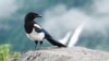 FILE - A magpie in Alaska.