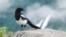 FILE - A magpie in Alaska.
