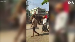 Elephant Riders Join Myanmar Takeover Protest