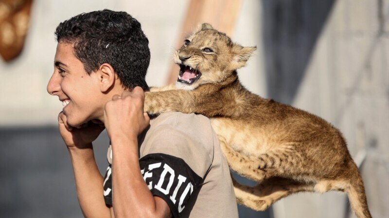 In Gaza, Man Keeps Baby Lions as Pets